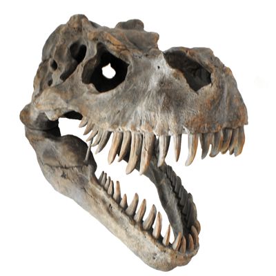 Extra Large T-Rex Skull Wall Head Trophy Art